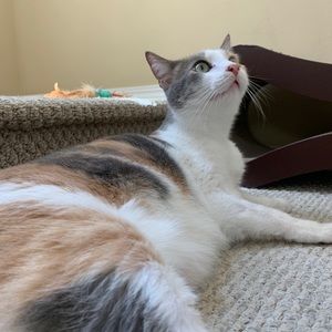 Meet your Posher, Wen